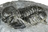 Bargain, Detailed Gerastos Trilobite Fossil - Morocco #363946-1